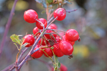 Wall Mural - A close up of red rose hips.