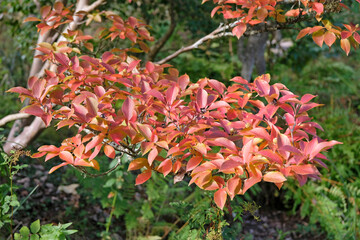 Wall Mural - The fall colour of Stewartia pseudocamellia, deciduous camellia, in flower.
