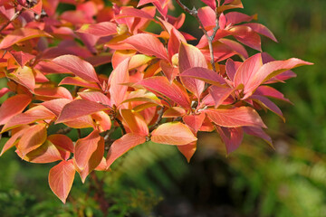 Wall Mural - The fall colour of Stewartia pseudocamellia, deciduous camellia, in flower.