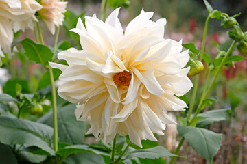 Wall Mural - Large cream decorative dinner plate dahlia ‘Cafe au Lait’ in flower.