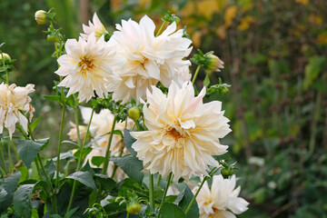 Wall Mural - Large cream decorative dinner plate dahlia ‘Cafe au Lait’ in flower.