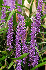 Wall Mural - Purple Liriope muscari, Big Blue Lilyturf, in flower.