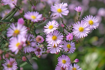 Wall Mural - Pale pink lilac Symphyotrichum novae angliae, New England Aster, or Michaelmas daisy, ‘Les Moutiers’ in flower.