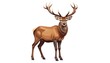 © Botol - Full shot of a stag