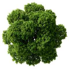 Greenery Tree from Above Top View on Transparent.png