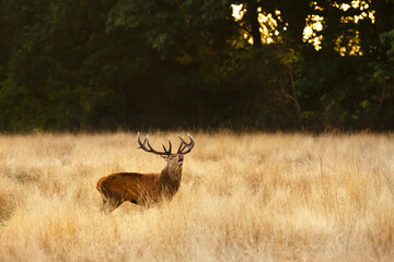 Wall Mural - Majestic red deer stag calling during the rut in autumn