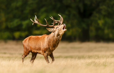Wall Mural - Majestic red deer stag calling during the rut in autumn