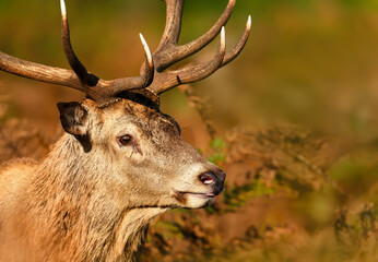 Wall Mural - Portrait of a majestic red deer stag in a meadow