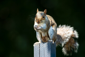 Wall Mural - Grey squirrel eating nut on a garden fence post