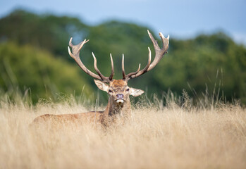Wall Mural - Majestic red deer stag with large antlers in autumn meadow