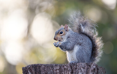 Wall Mural - Grey squirrel eating nut on a tree stump