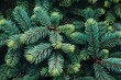 © YanabY - Fresh green pine tree branches densely packed, showing a vibrant natural pattern in a forest setting