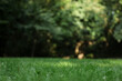 © New Africa - Lush green grass growing outdoors, selective focus