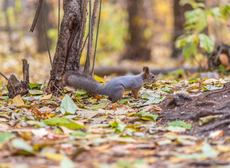 Wall Mural - Squirrel in autumn hides nuts on the green grass with fallen yellow leaves