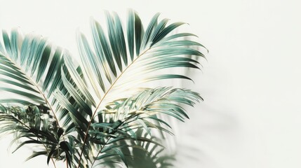 Wall Mural - Lush Green Palm Leaves Against a Bright White Wall, Adding a Touch of Tropical Elegance