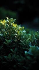 Wall Mural - Lush Green Foliage Shrubbery Bush with Glistening Dewdrops in Soft Light, Capturing Tranquility and Freshness