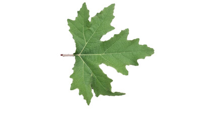 Wall Mural - leaf leaves isolated for background