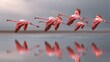 © Huzaifa - A flock of flamingos takes flight over a serene lake, their reflections shimmering on the waters surface