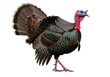 © Ari - Isolated turkey showing off its beautiful tail feathers, standing proud in side view