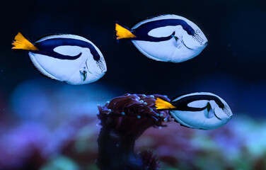 Wall Mural - Great saltwater fish. Paracanthurus hepatus. Palette surgeonfish.