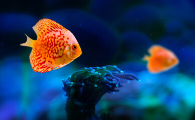 Wall Mural - Discus. Symphysodon Discus. Black background. 
