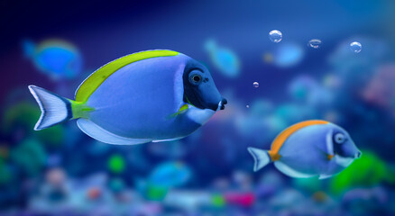 Wall Mural - One of the most interesting fish underwater. Powder Blue Tang. Acanthurus leucosternon. Nature background.