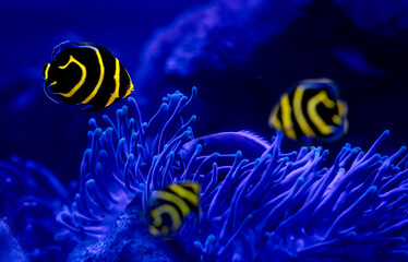 Wall Mural - Cute angel fish. Cortez angelfish. Dark blue background. 