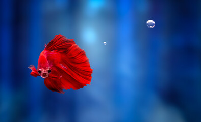 Wall Mural - A betta fish with great details and colors. Black background.