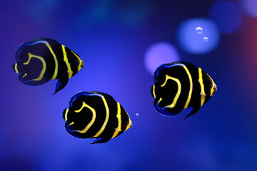 Wall Mural - Cute angel fish. Cortez angelfish. Dark blue background. 