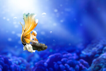 Wall Mural - A betta fish with great details and colors. Black background.