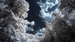 © Shalinda - Looking up at the sky through the trees in a forest with white leaves and blue sky with clouds