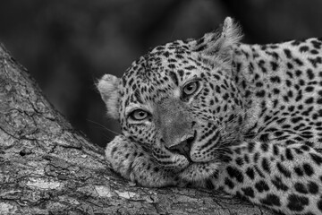 Wall Mural - Leopard resting in black and white in Sabi Sands Game Reserve in the Greater Kruger Region in South Africa