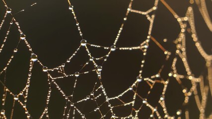 Macro View of a Golden Spiderweb Covered in Water Droplets.