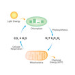 © Luw-ei - Photorespiration Process Science Design. Vector Illustration.
