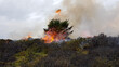© Eileen - Forest fires eating the trees on arid moorland in the UK The flames jump from area to area with the help of the breeze as climate change dries the vegetation and allows fires to spread easily.