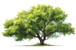 © Ladaku - Lush green tree, full of foliage, strong trunk, natural