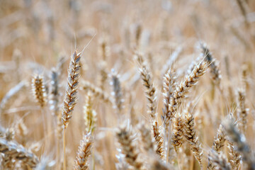 Wall Mural - spikelets of wheat in the field close up. Ripe large golden ears of wheat against the yellow background of the field. Close-up, nature. The idea of a rich summer harvest, farming