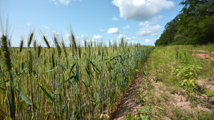 Wall Mural - spikelets. Fresh green young unripe juicy spikelets of wheat on a blurred green field. Oats, rye, barley. harvest in spring or summer, closeup of a field. agricultural field, agriculture, farmland