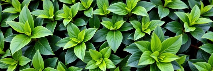 Wall Mural - Lush green leaves, vibrant texture, natural background, close-up view of foliage, fresh, pattern