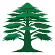 © SabithaRani - Ancient Cedar of Lebanon with a massive, irregular, spreading form and tiered horizontal branches, a symbol of majesty and longevity.