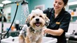 © Duangsamone - showering the dog