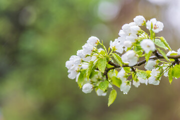 Wall Mural - white blossoming apple trees with rain drops