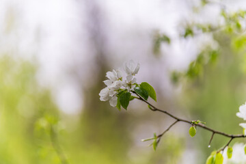 Wall Mural - white blossoming apple trees with rain drops