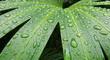 © Zavi - Closeup of a vibrant green leaf covered in glistening water droplets, showcasing the beauty of nature and the freshness of a rainy day