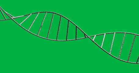 Wall Mural - Animation of macro 3d grey dna strand spinning over transparent background