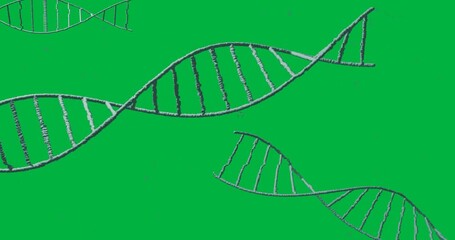 Wall Mural - Animation of macro 3d green dna strands spinning over transparent background