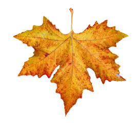 Wall Mural - leaf leaves red brown veins isolated for background
