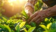 © Meta Hemwipat - Cultivating Green Gold: Close-up shot of a farmer tending to tea plants, with sunlight casting a warm glow, emphasizing the care and dedication involved in nurturing nature's bounty.