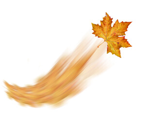 Wall Mural - leaf leaves isolated for background