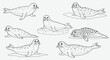 © Power Clipart - An illustration of several distinct seals in various resting positions on ice.